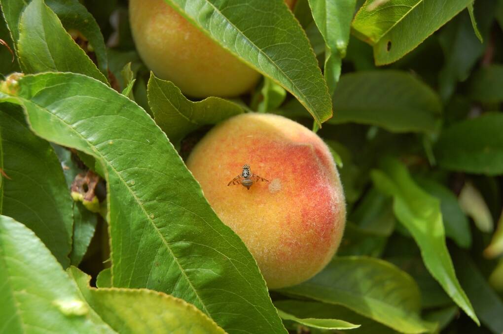 Mediterranean fruit fly poses a large problem to WA orchardists. The WA Dept of Ag and Food is conducting a glasshouse trial of a genetically modified Medfly.