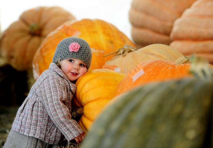 GROWING: Then two-year-old Mia Buser, of Palmerston, at the 2012 Collector Pumpkin Festival. Picture: Melissa Adams.