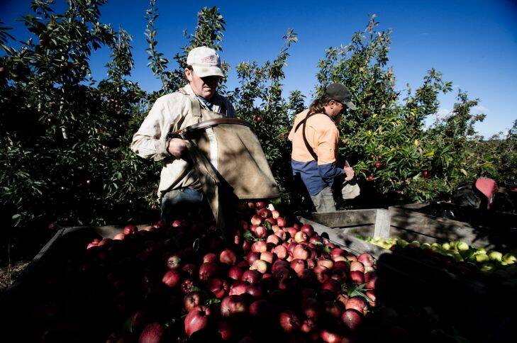Apple picking in the Tamar Valley of Tasmania. Photo: Louie Douvis 