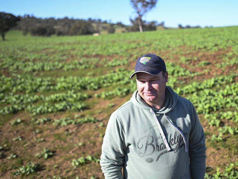 NSW farmer Justin Everitt is not optimistic and will reduce his flock due to lack of workers. Picture by Lukas Coch/AAP PHOTOS