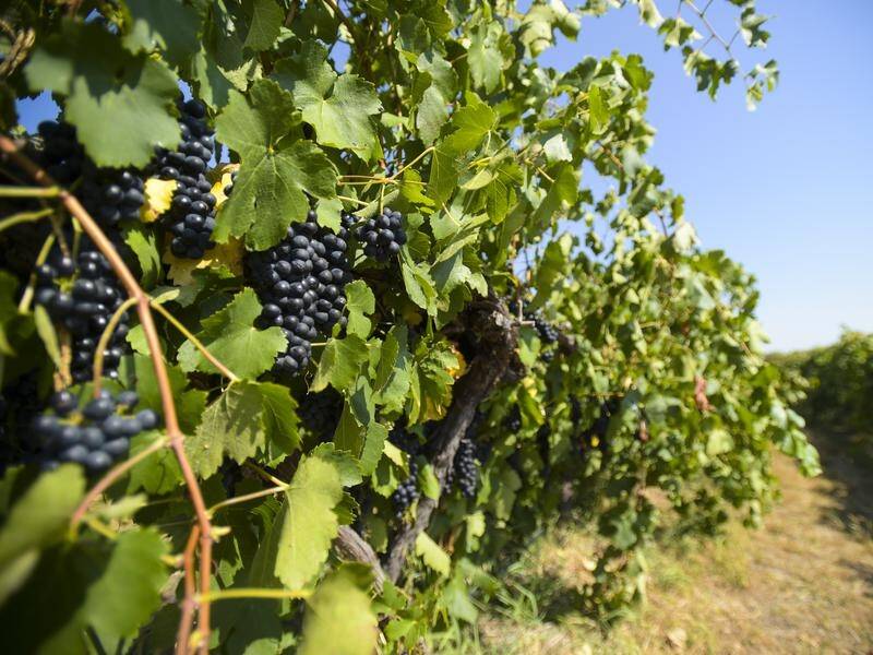 TROUBLE: The government is being urged to support grape growers hit by the new Chinese tariffs on wine.