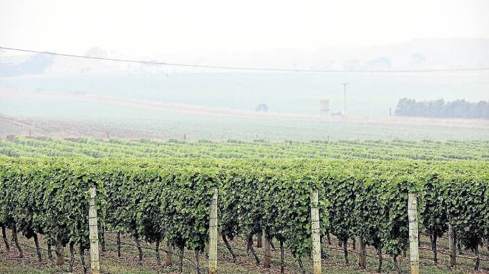 STUDY: Researchers are looking into whether smoke from stubble fires affects grapes. 