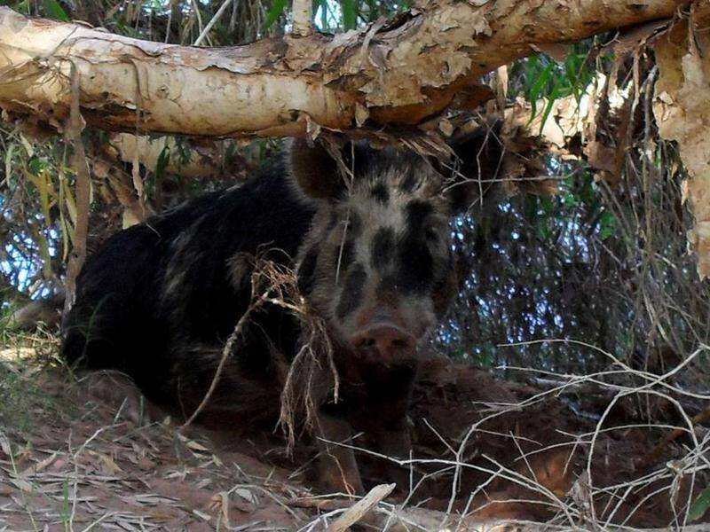 NASTY: Feral pigs are a threat to the environment, native wildlife and Australia's agriculture sector.