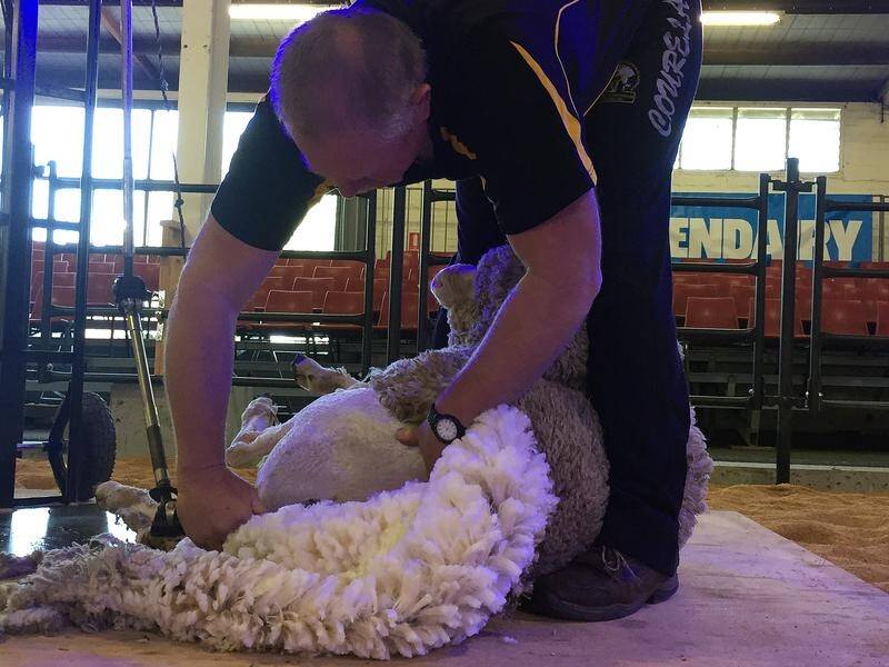 CONCERN: Wool producers are worried about a shearer shortage due to coronavirus restrictions.