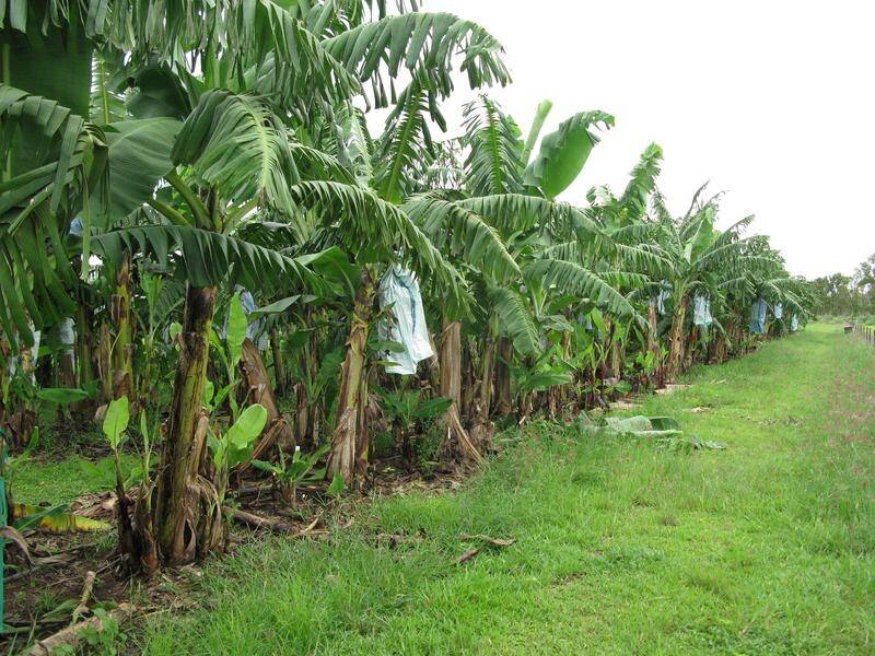 THREAT: A suspected case of the wilting Panama disease has been detected at a far north Queensland farm.