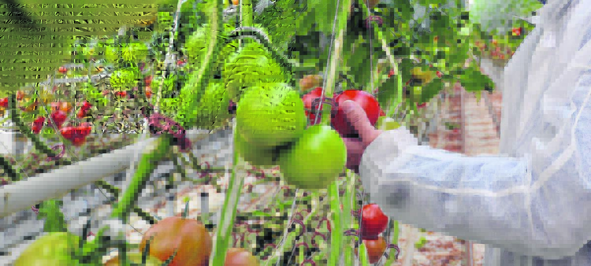 Horticulture needs labour solution | OPINION