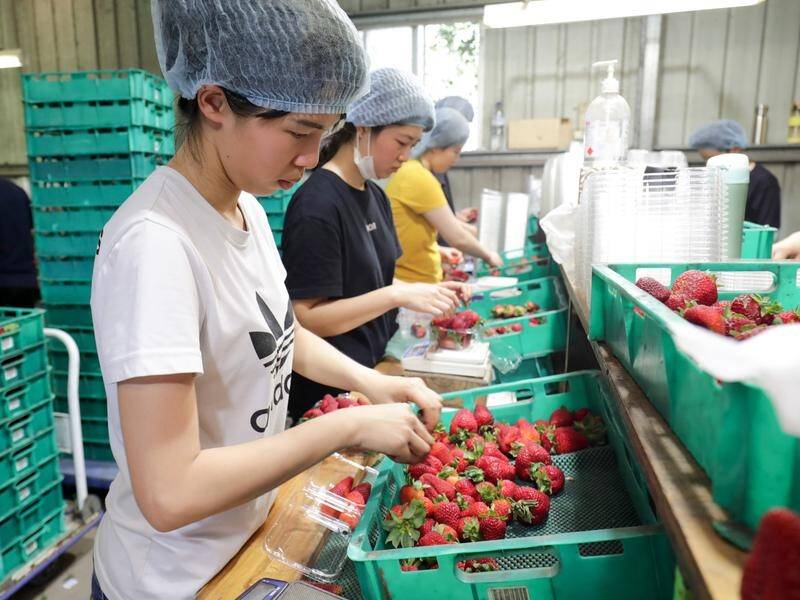 CARE: Queensland strawberry growers forced to dump fruit amid a needle scare last year are bouncing back.