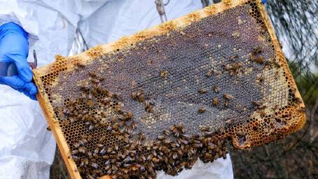 VIGILANCE: NSW beekeepers have been barred from moving or tending their hives after varroa mite was detected.