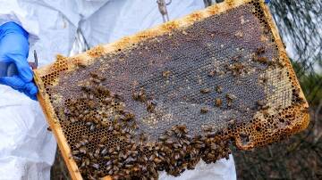 VIGILANCE: NSW beekeepers have been barred from moving or tending their hives after varroa mite was detected.