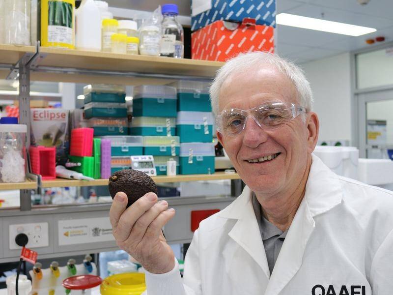 Professor Robert Henry who was involved in mapping the genome of the avocado. Picture supplied