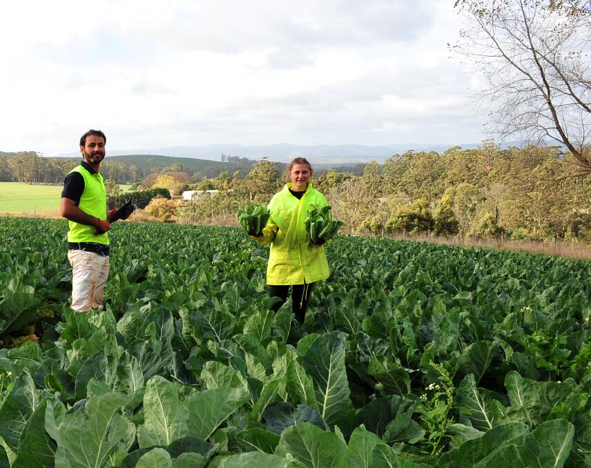 PLAN: Vegetable growers have been urged to think about their spring and summer labour needs as travel restrictions come into place. Photo: Bryan Petts-Jones