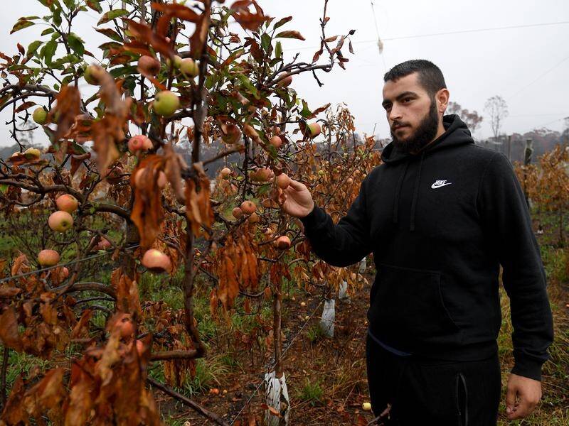 HOPE: James Tadrosse inspects burnt apple trees on his family's fruit farm at Bilpin, west of Sydney.