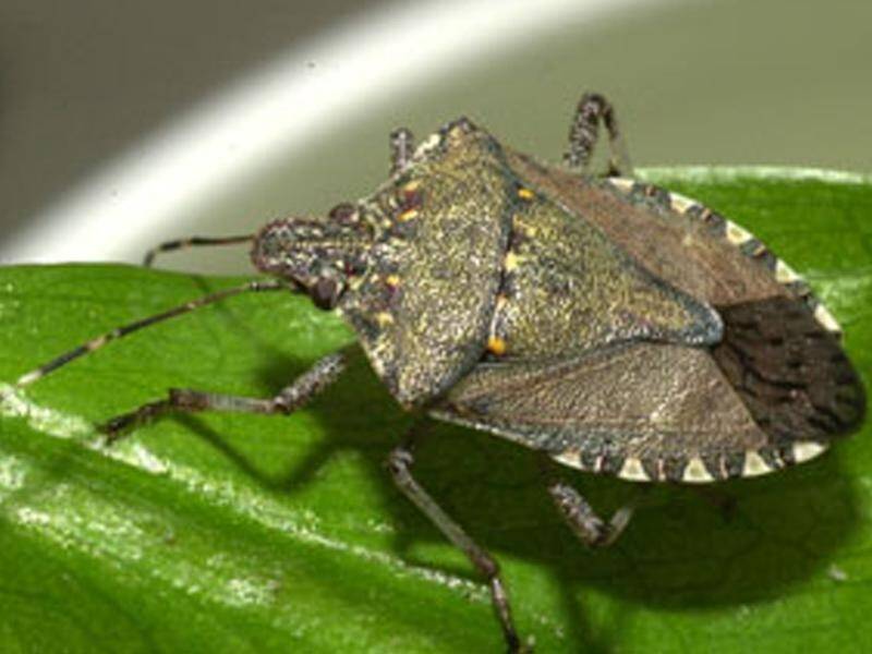 NASTY: The brown marmorated stink bug is considered a high biosecurity risk to Australian agriculture.