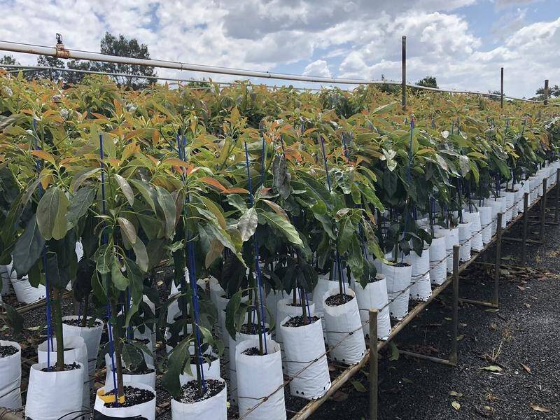 COPIES: Avocado clonal trees are expected to hit mass production next year in Australia.