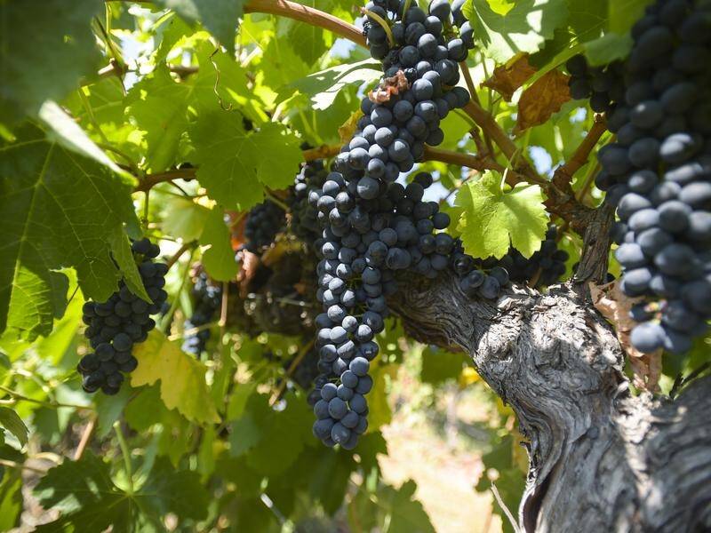 SOUR: Some grape growers have waited months to be paid after delivering grapes to a winery, the ACCC says.