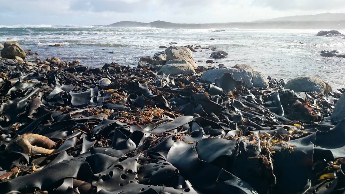 LYING AROUND: The bull kelp used by Kelpomix Tasmania is chosen from fronds near the pristine Granville Harbour, which is located half-way down the West Coast.