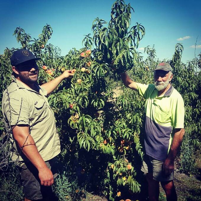 DECADES OF GROWING: Roy Duffell with his son James at Prickle Hill Produce. The Duffell family grows jujubes and sugar plums, as well as other beautiful fruit at their Coleambally orchard.