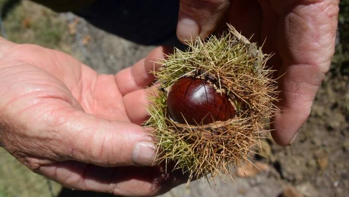 READY: Despite some damage from bushfires over summer, the Australian chestnut industry is determined to carry on. 
