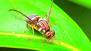 The notorious Queensland fruit fly.