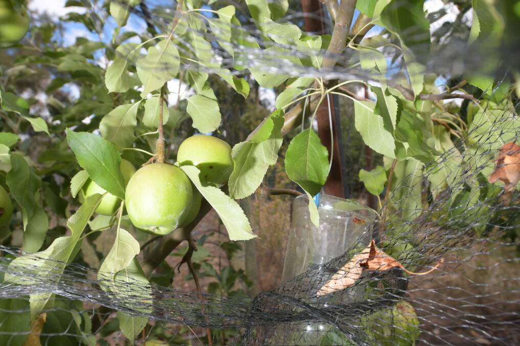 PREVENTION: Fruit fly in fruit trees in Ascot. Picture: NONI HYETT