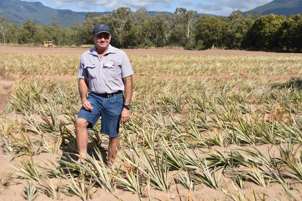 ON FARM: Australian Pineapple Growers chair Stephen Pace on his Rollingstone farm.