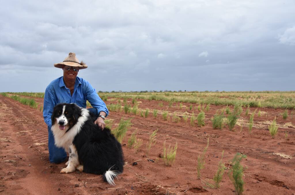 FIELD OF DREAMS: Sellheim farmer Anthony Caleo, 32, with dog Dixie, check out their freshly planted asparagus crop near Charters Towers, Qld.