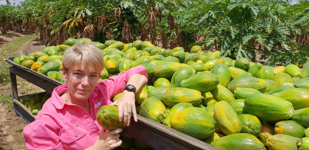 RIPE FOR THE PICKING: Skybury general manager, Candy MacLaughlin, with some freshly picked papaya.