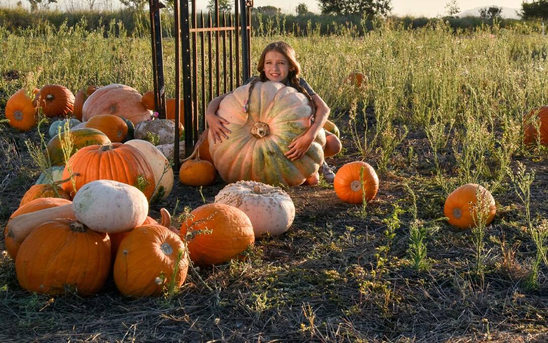 BOO: Bowen's Persia Kirk with some giant Halloween pumpkins at Stackelroth Farm, Delta. Photo: Dot Carter Photography.