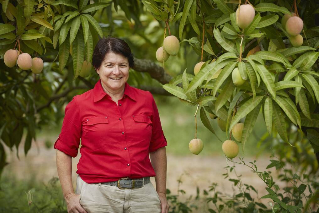 HARVEST: Manbulloo owner and managing director Marie Piccone said there would be plenty of mangoes available this summer, despite a challenging season in the north.
