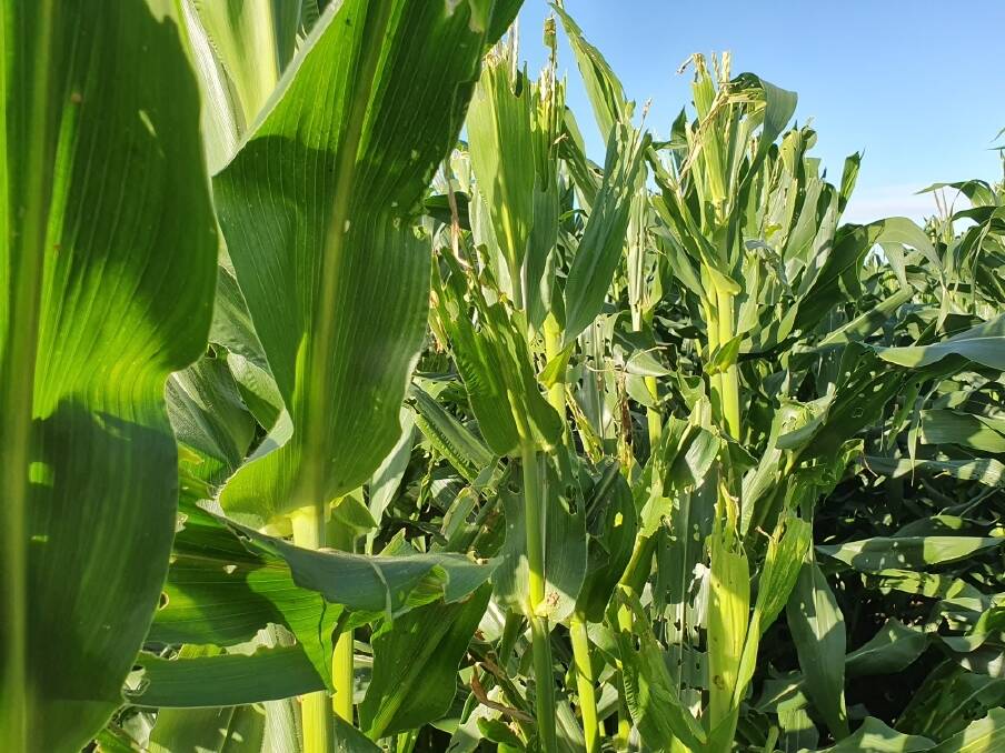 IMPACT: Crops damaged by fall armyworm.