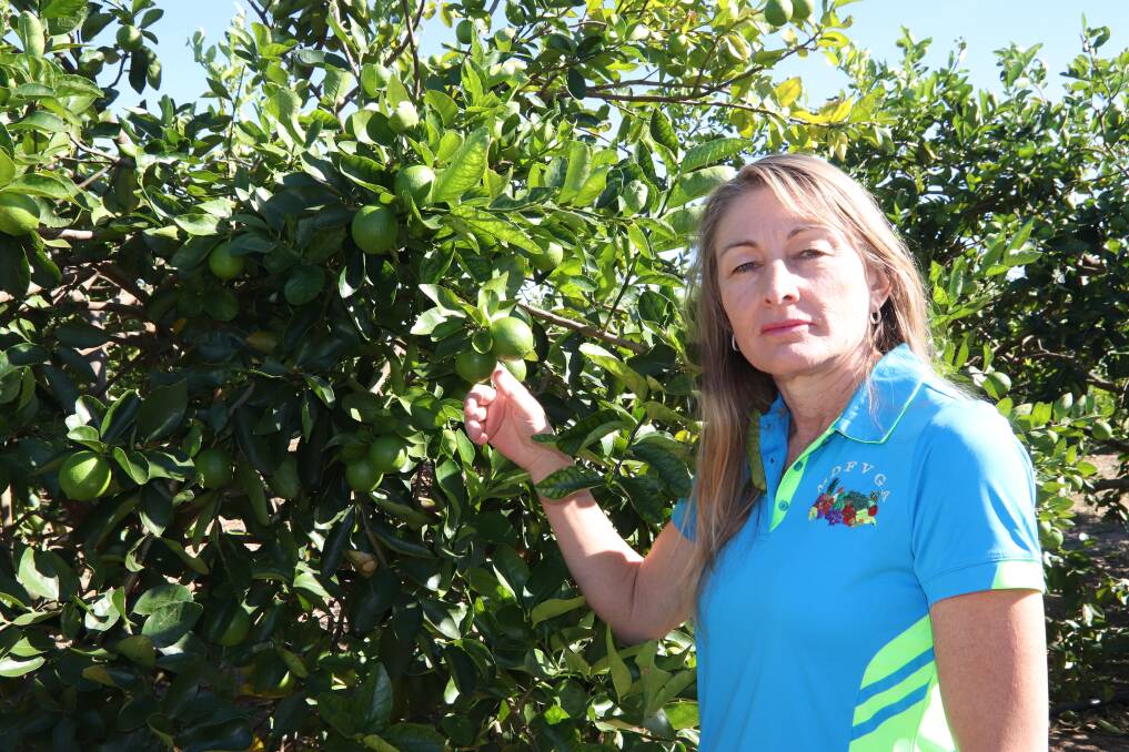 NOT ON: Mutchilba lime grower Karen Muccignat, Muccignat Farming, is preparing to fight the importation of limes from Mexico.