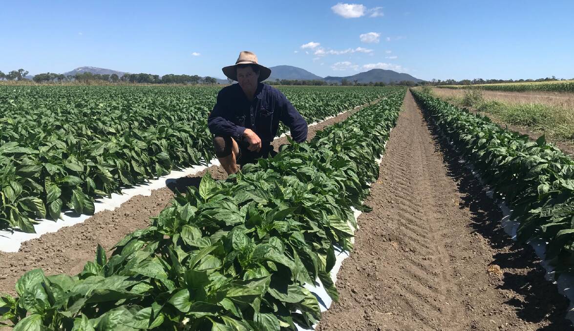 HEALTHY: Bowen grower Carl Walker with some of his healthy crops thanks to exploring variable rate systems to overcome inconsistencies.