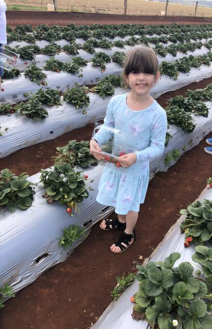 Madeline Hackett, 6, loves her strawberries.