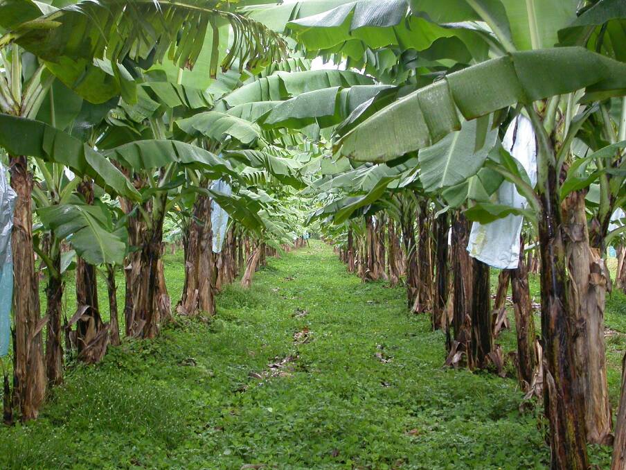 BANANA DRAMAS: A fourth farm in the Tully Valley has tested positive to Panama disease tropical race 4.