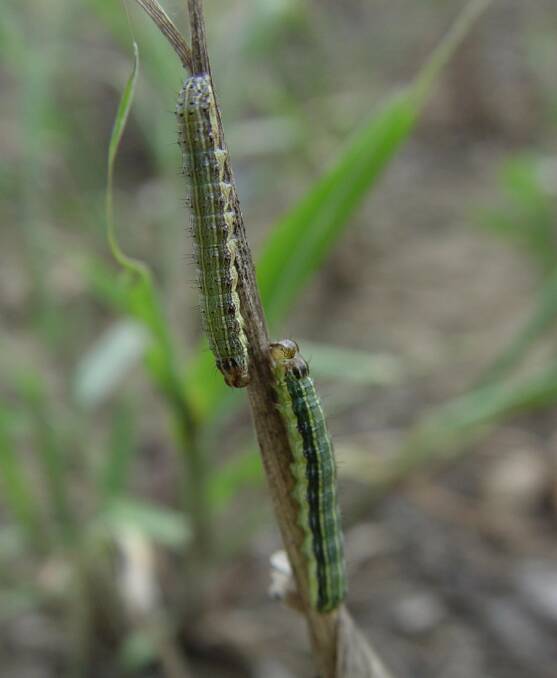 THREAT: Fall armyworm larvae are light coloured with a larger darker head. As they develop, they become browner with white lengthwise stripes and also develop dark spots with spines. Adult moths are 32 to 40mm wing tip to wing tip, with a brown or grey fore wing and a white hind wing. Picture: Biosecurity Queensland.