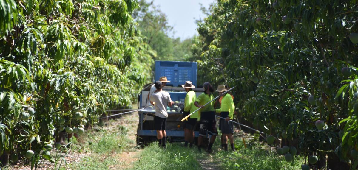 PICKING TIME: Harvesting is under way at Marto's Mangoes property at Delta, near Bowen.