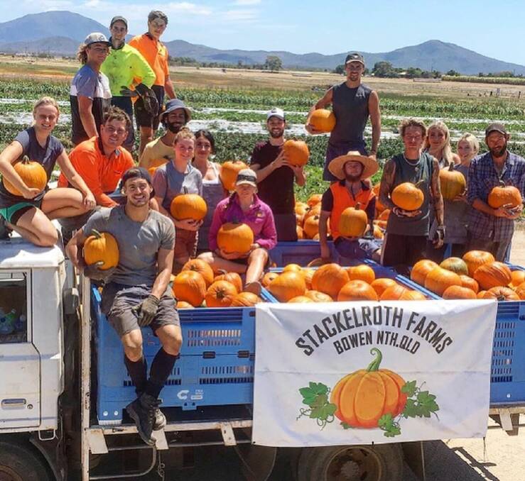 WORKERS: Stackelroth Farms are among the Bowen growers who welcome scores of backpackers to the region during harvest each year. Picture - Stackelroth Farms.