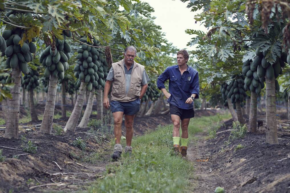 WINNERS: Skybury director and company owner, Ian MacLaughlin, with plant health manager Mark MacLaughlin, walking through their red papaya and coffee plantation at Mareeba.