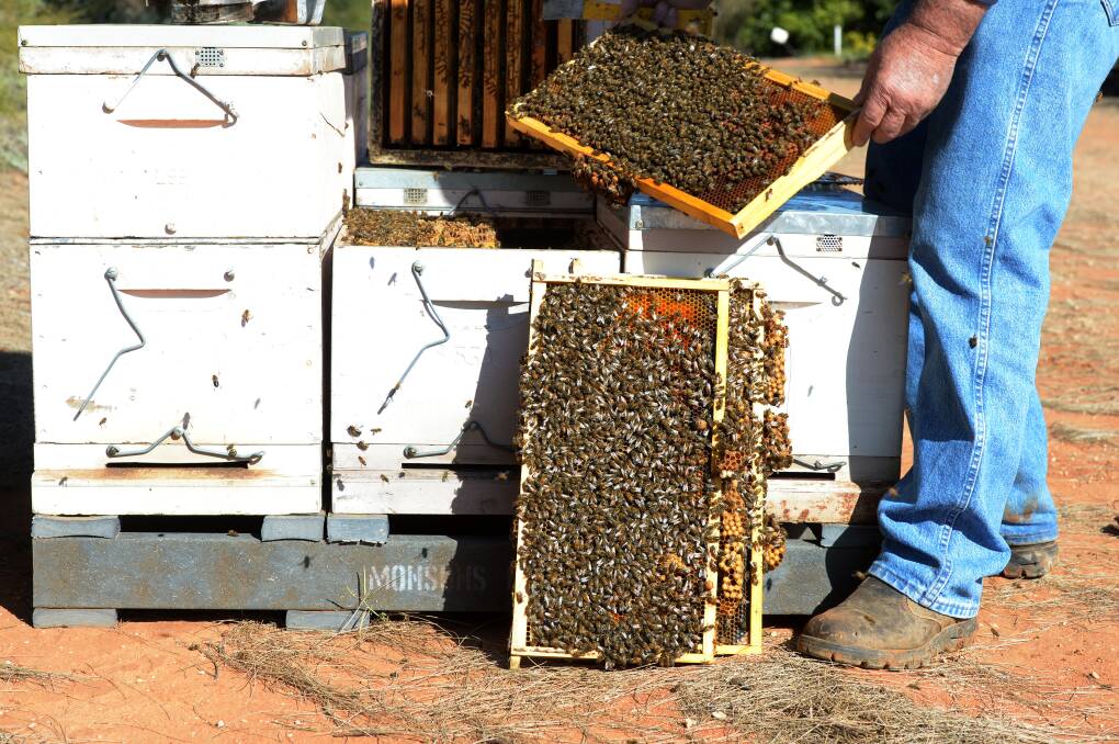 GOOD NEWS: Beekeepers have welcomed the relief package.