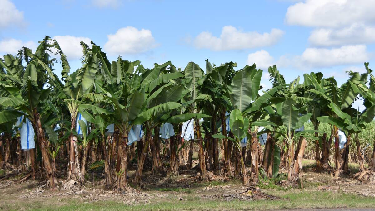 NEEDED: Cavendish bananas remain the most popular variety, but a panama resistant breed is considered key to the future viability of the industry in North Queensland.