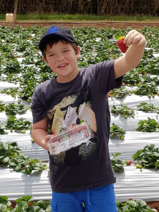 Alex Jarrett, 9, enjoyed his day out picking strawberries.