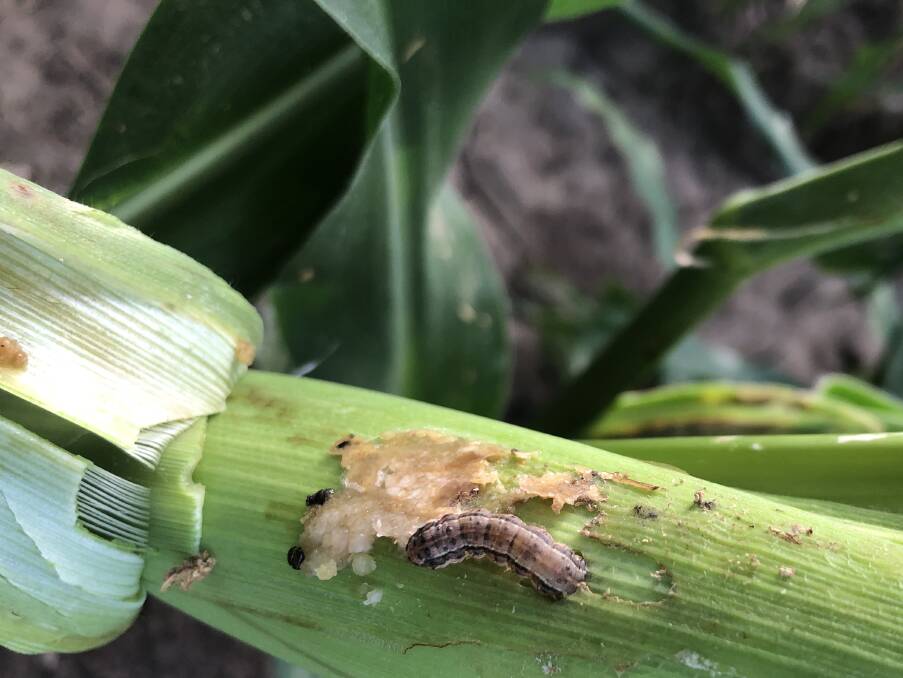 NASTY: Fall armyworm on a commercial corn crop at Home Hill.