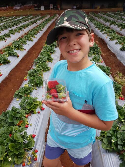 DIGGING IN: Cameron Jarrett, 9, with some freshly picked strawberries from Shaylee Strawberries at Atherton, Qld.