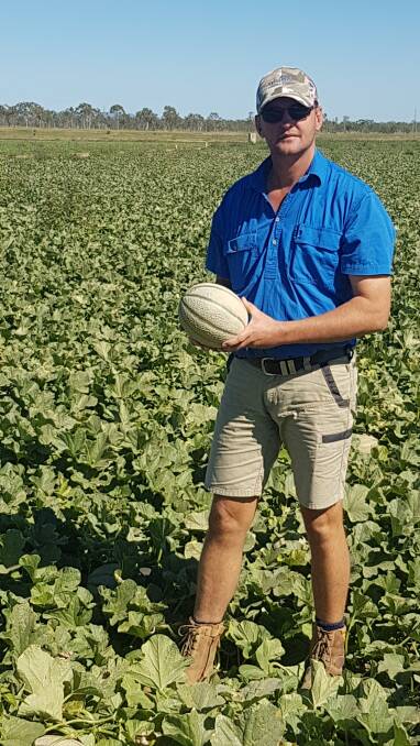STOCK UP: Rapisarda farm manager Anthony Silvester among a field of fresh Burdekin rockmelon.