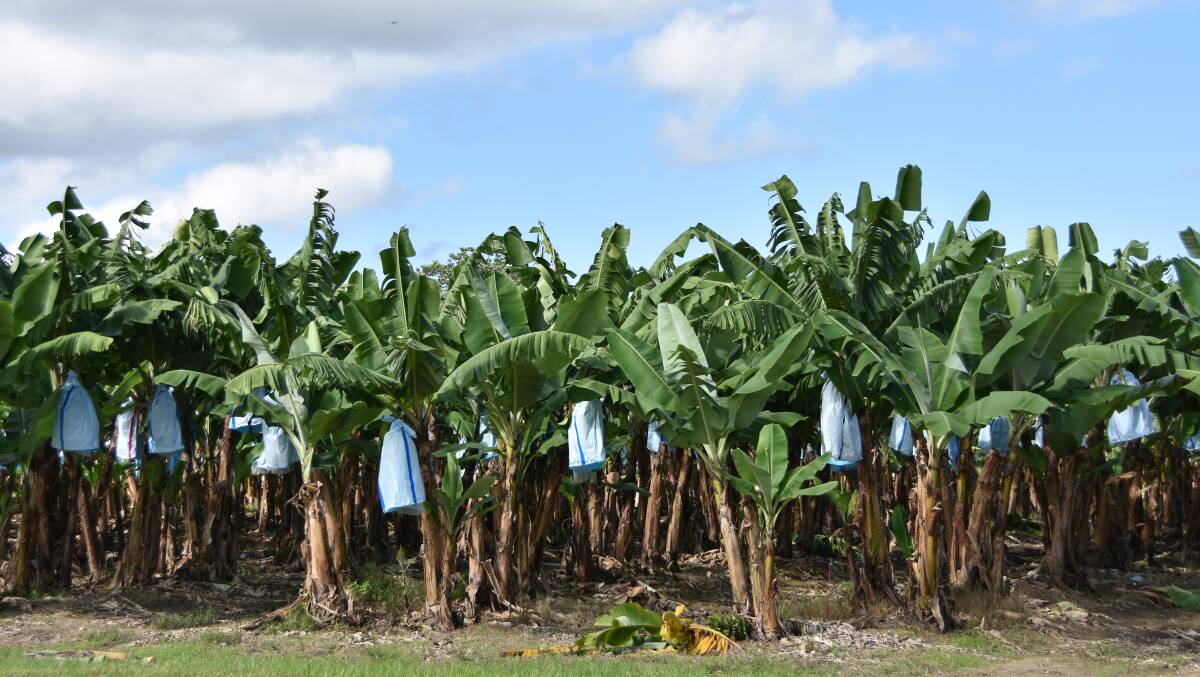 WILD WEATHER: Hail and high winds damaged banana crops in Innisfail. Picture: Jessica Johnston.