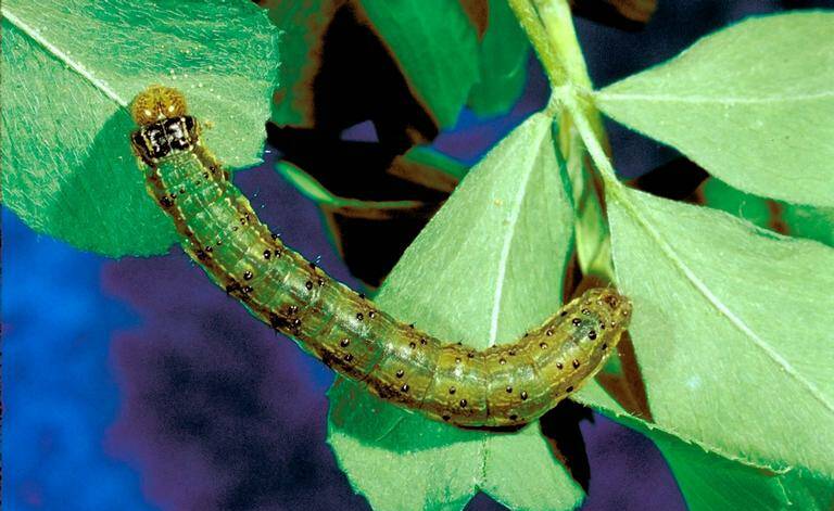 TROUBLE: Fall armyworm larva. Photo: Phil Sloderbeck, Kansas State University, Bugwood.org