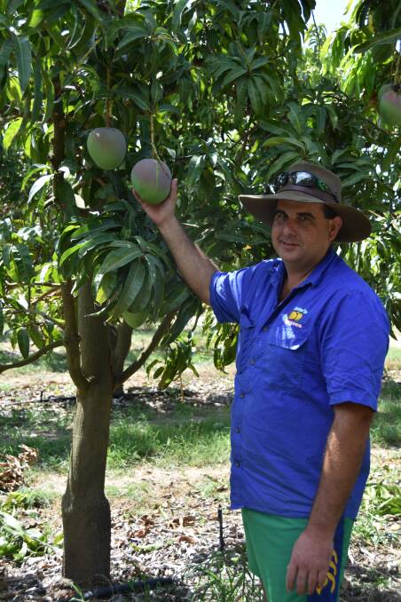 TOP GROWER: Ben Martin, who was named young Australian farmer of the year, pictured at his mango farm at Delta, near Bowen. 