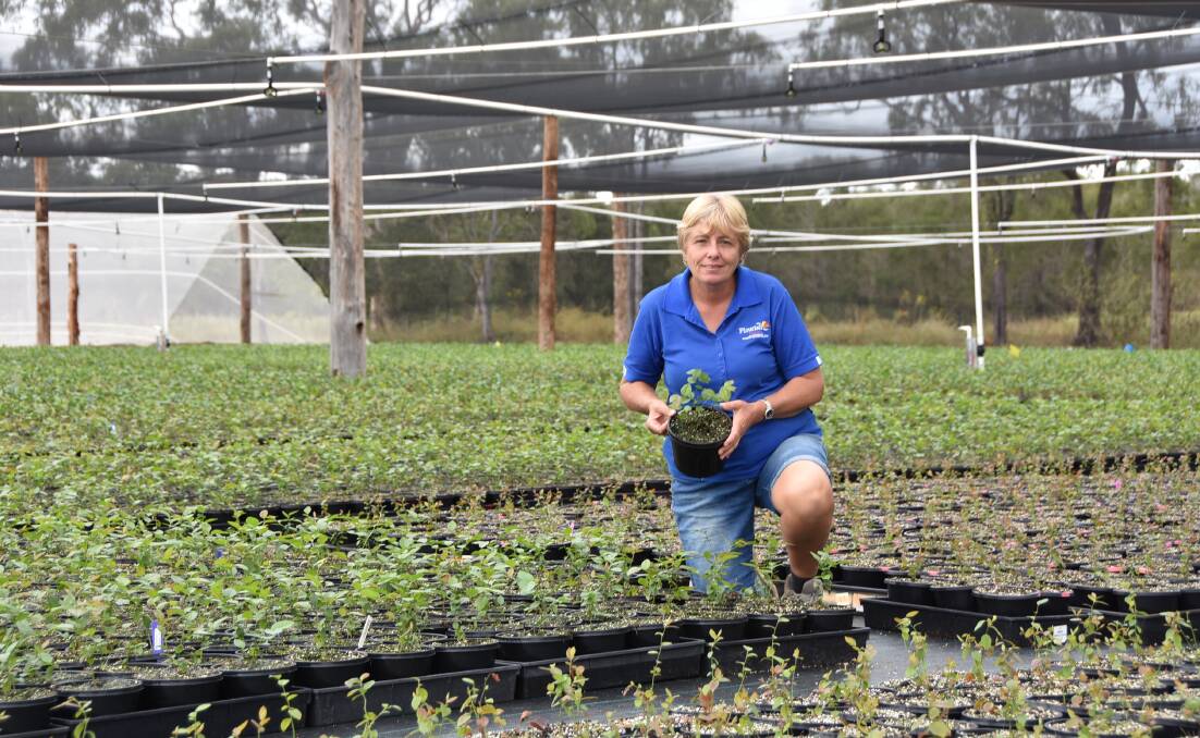 GROWTH: Flourish Plants director Elaine Duncan is expanding her business and has recently begun growing blueberry plants for a commercial grower. Photo - Jessica Johnston.