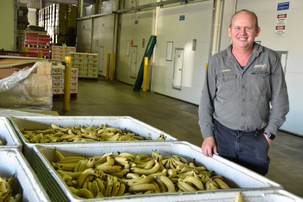 RIPE NOW: Mackay’s Farming director Cameron Mackay in the ripening and distribution centre in Tully.