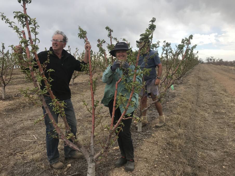 STRIPPERS: John Paton, Bridget Ryan and Phil Davies help strip the fruitlets from the stonefruit trees at the Traprock Orchard.